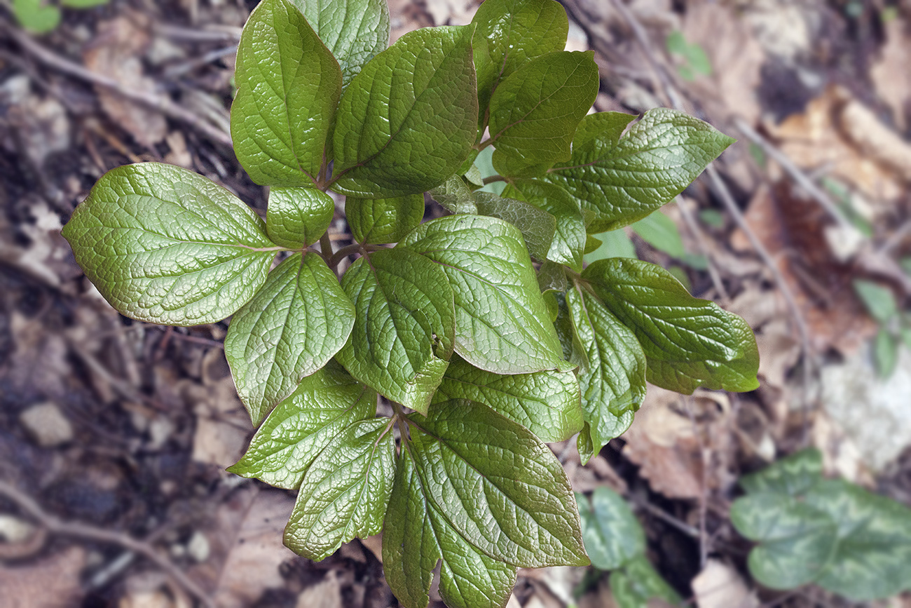 Image of Paeonia wittmanniana specimen.