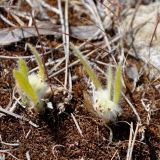 Plantago cretica