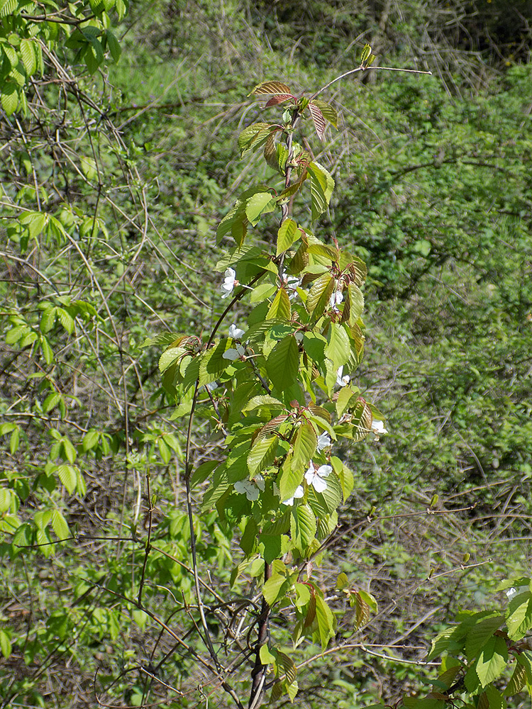 Image of Cerasus avium specimen.