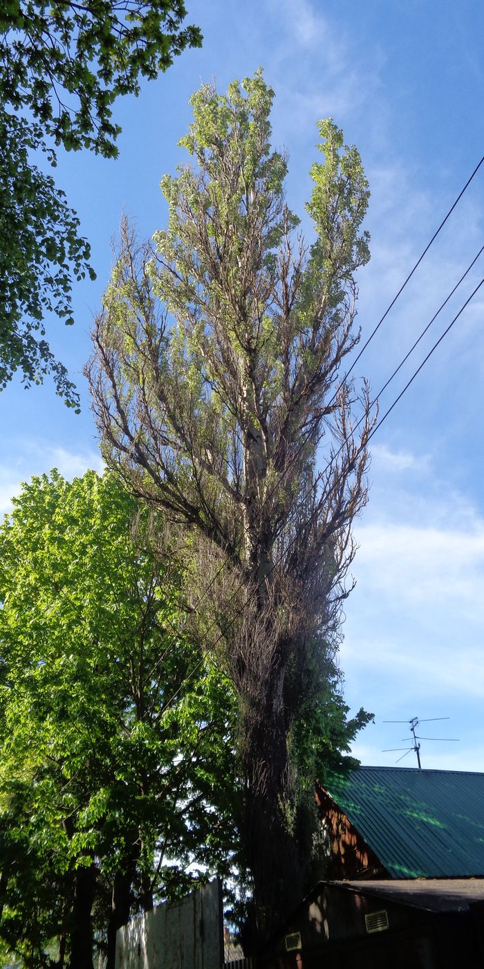 Изображение особи Populus alba.