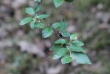 Cotoneaster lucidus