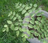 род Aralia