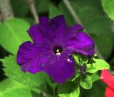 Petunia &times; hybrida