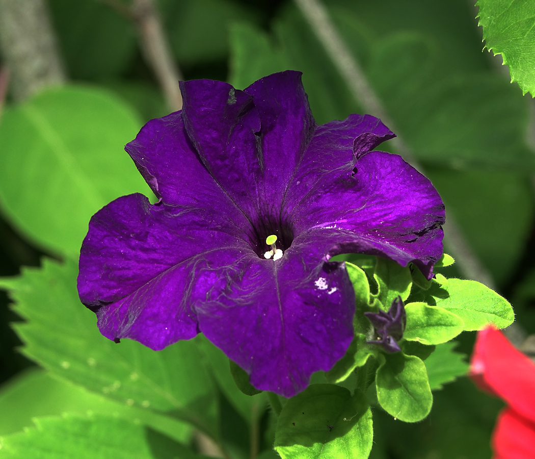 Изображение особи Petunia &times; hybrida.