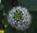 Physocarpus opulifolius