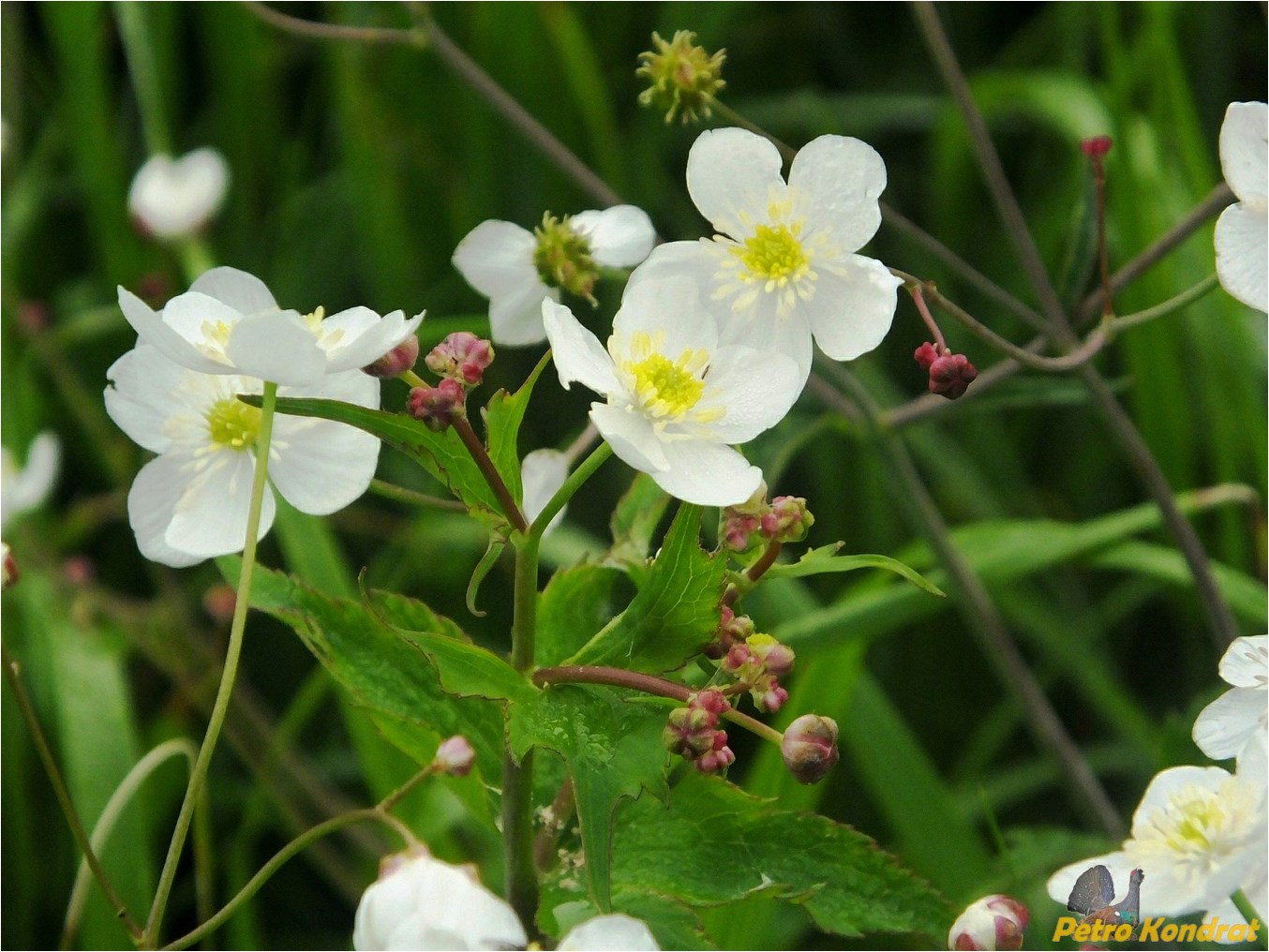 Изображение особи Ranunculus platanifolius.