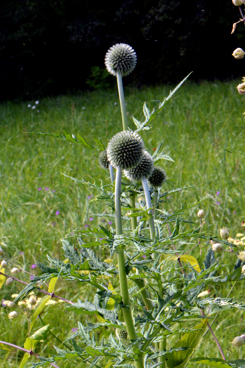 Image of Echinops exaltatus specimen.