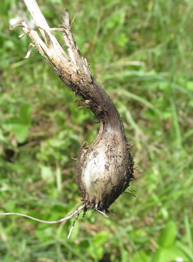 Image of Allium paniculatum specimen.