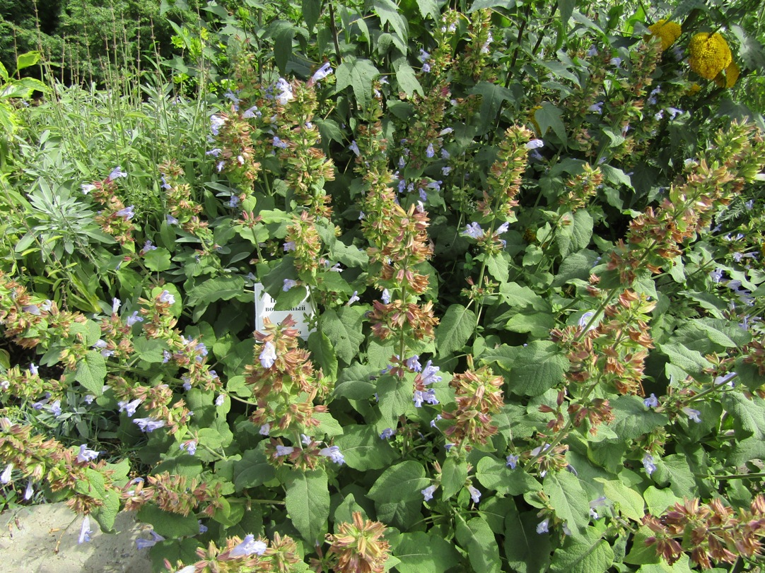 Image of Salvia tomentosa specimen.