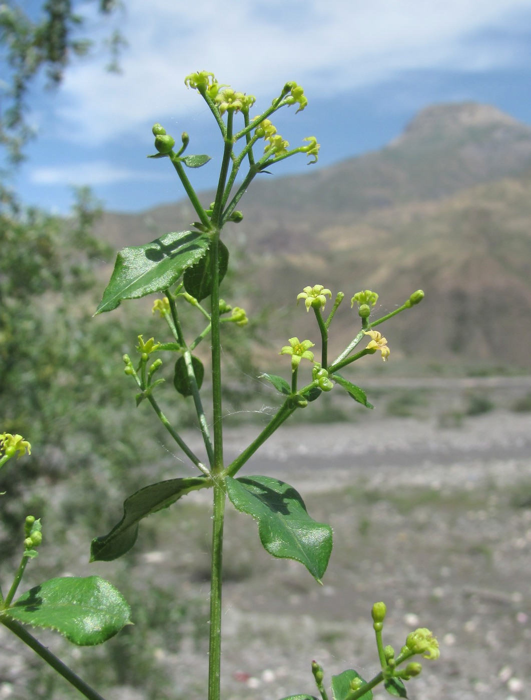 Image of Rubia tinctorum specimen.