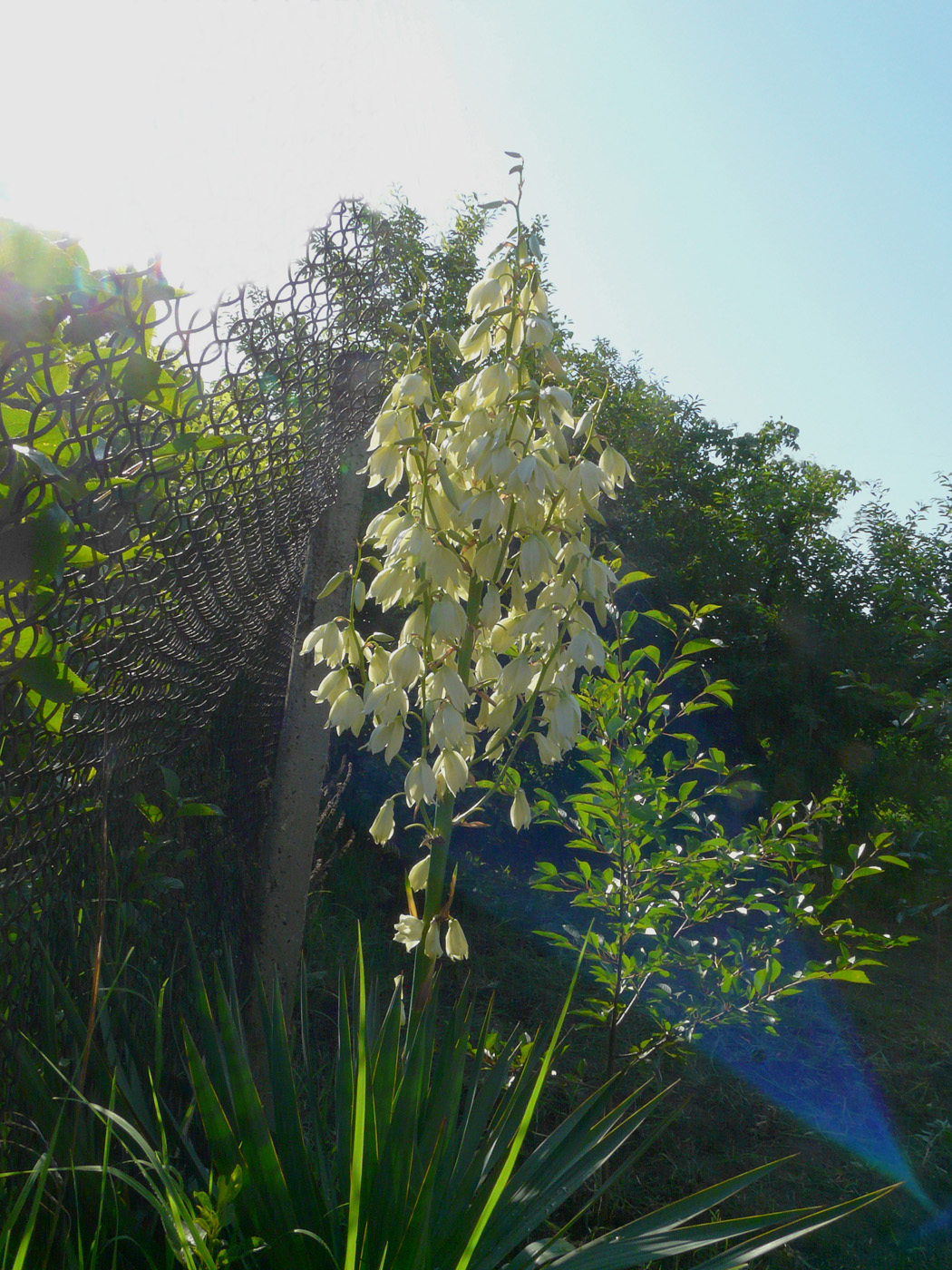 Изображение особи Yucca filamentosa.