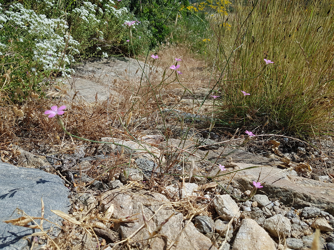 Изображение особи Dianthus tripunctatus.