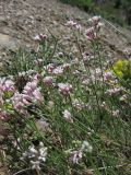 Asperula tenella. Цветущее растение. Крым, г. Ю. Демерджи. 21 июля 2010 г.