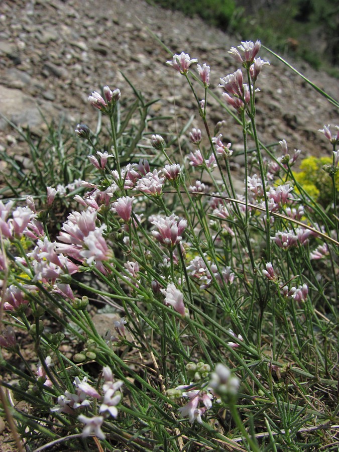 Image of Asperula tenella specimen.