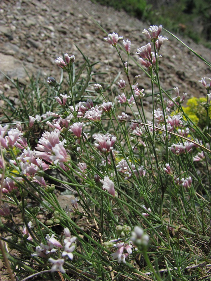 Изображение особи Asperula tenella.