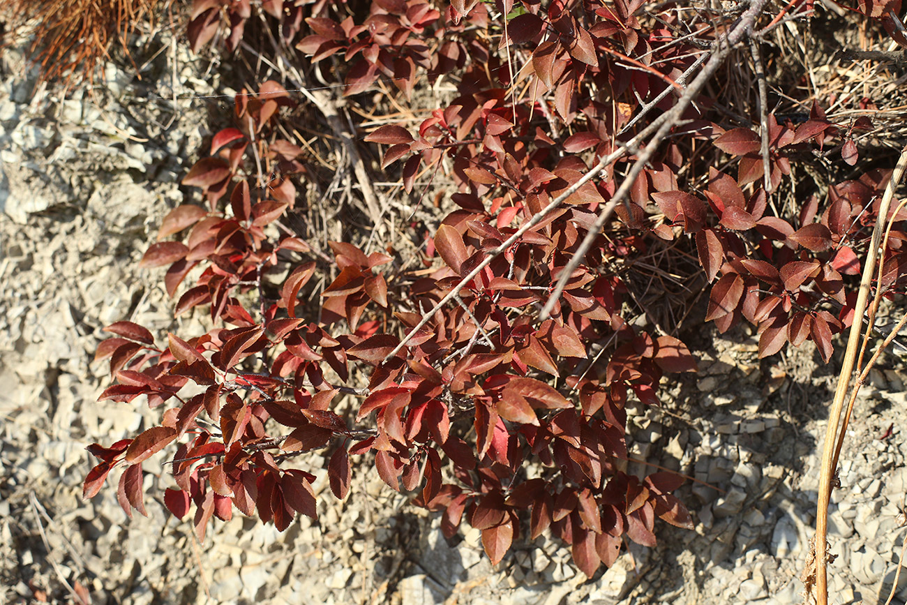 Изображение особи Malus orientalis.