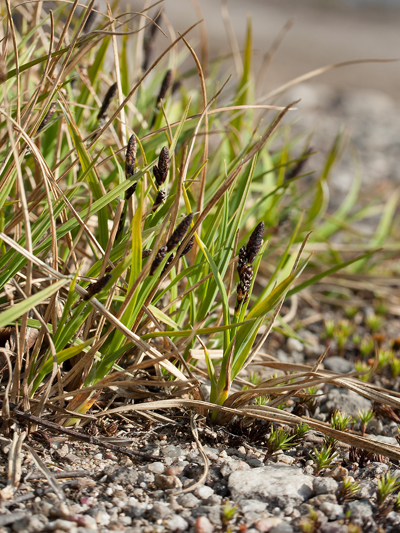 Изображение особи Carex bigelowii.