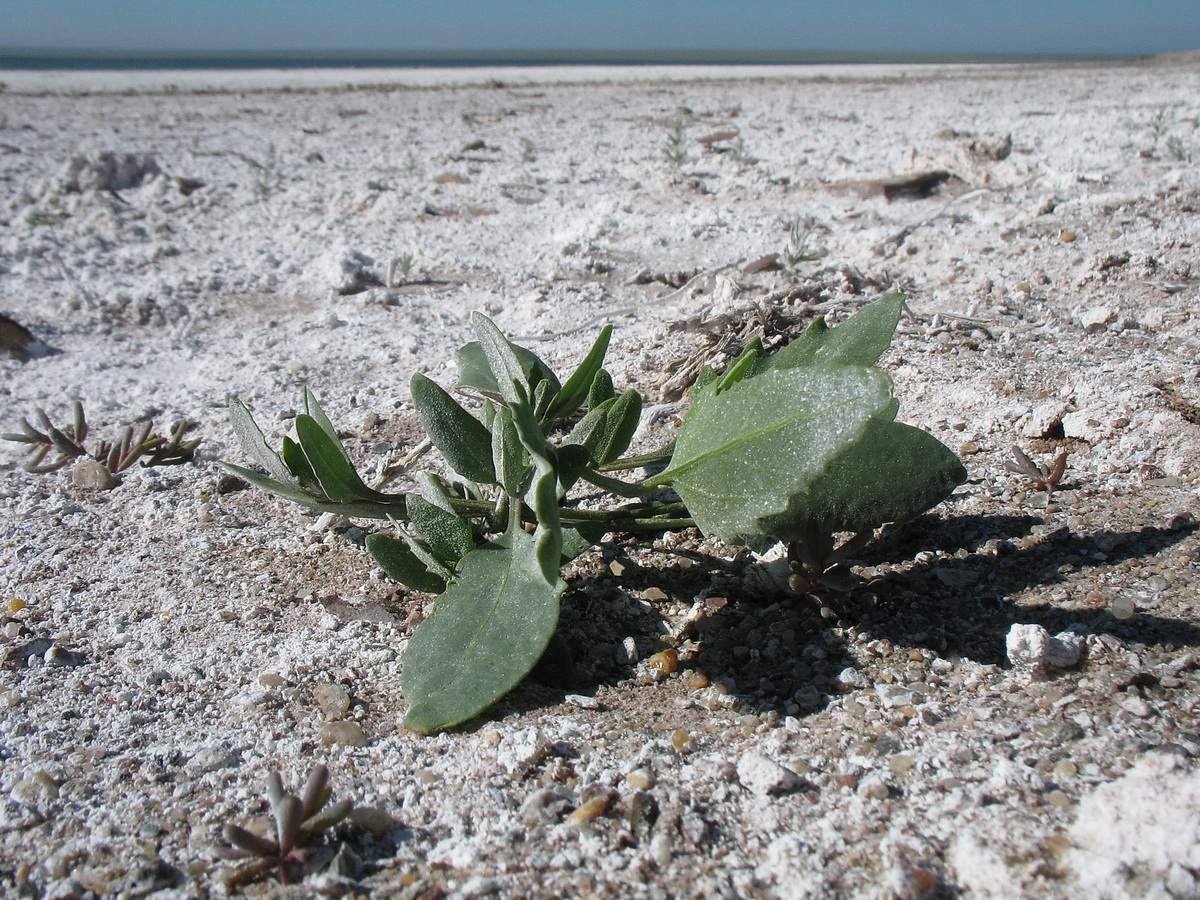 Изображение особи Atriplex prostrata.