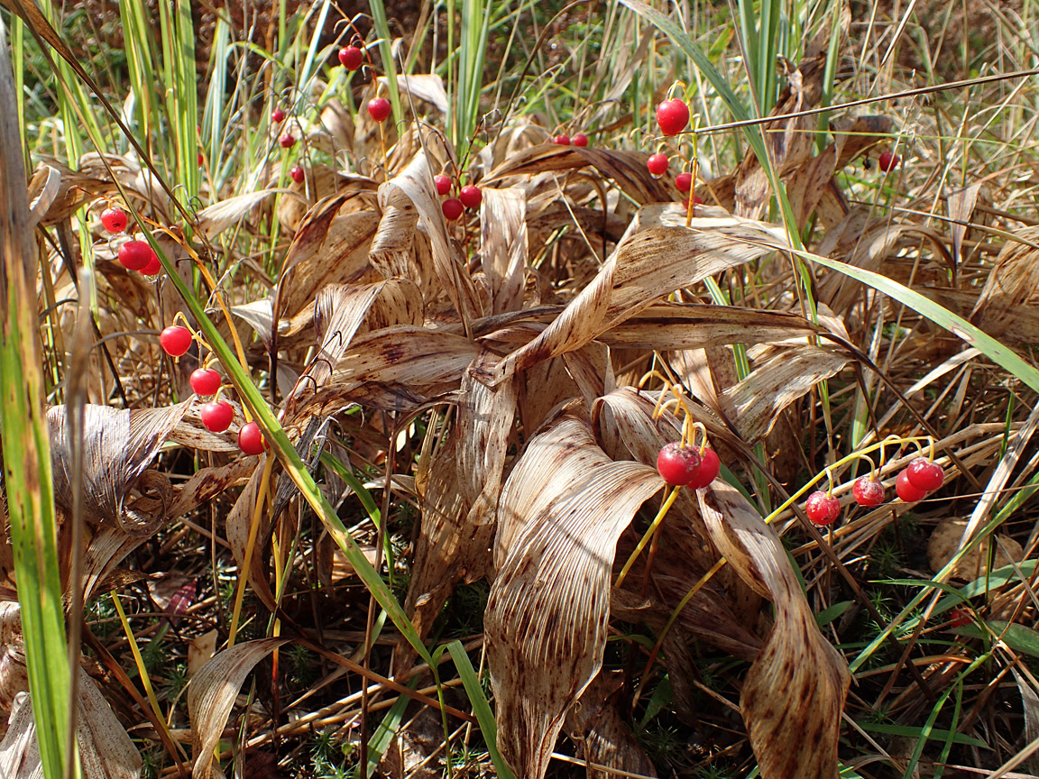 Image of Convallaria majalis specimen.