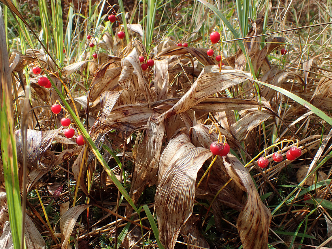 Изображение особи Convallaria majalis.