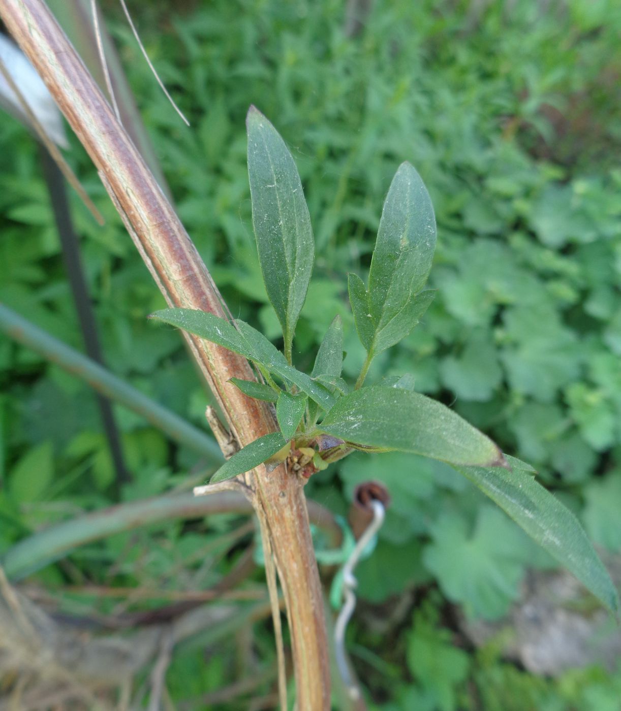 Image of Clematis tangutica specimen.