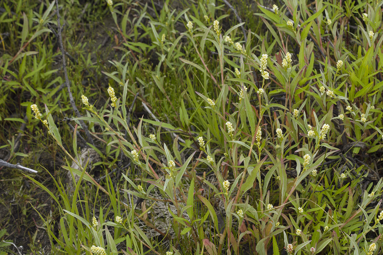 Image of Persicaria scabra specimen.