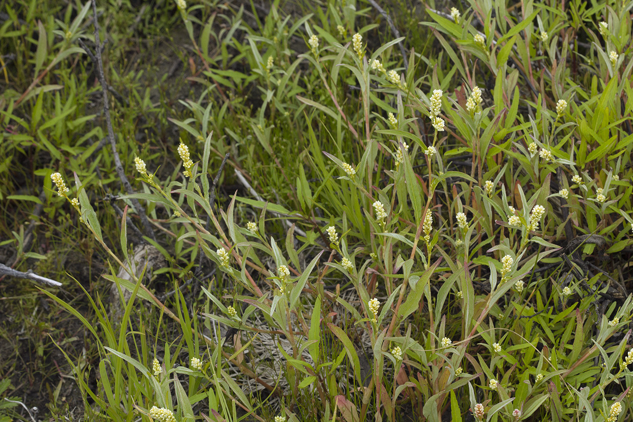 Изображение особи Persicaria scabra.