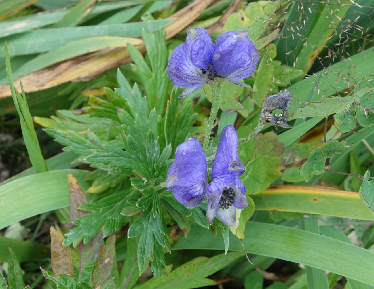 Изображение особи род Aconitum.