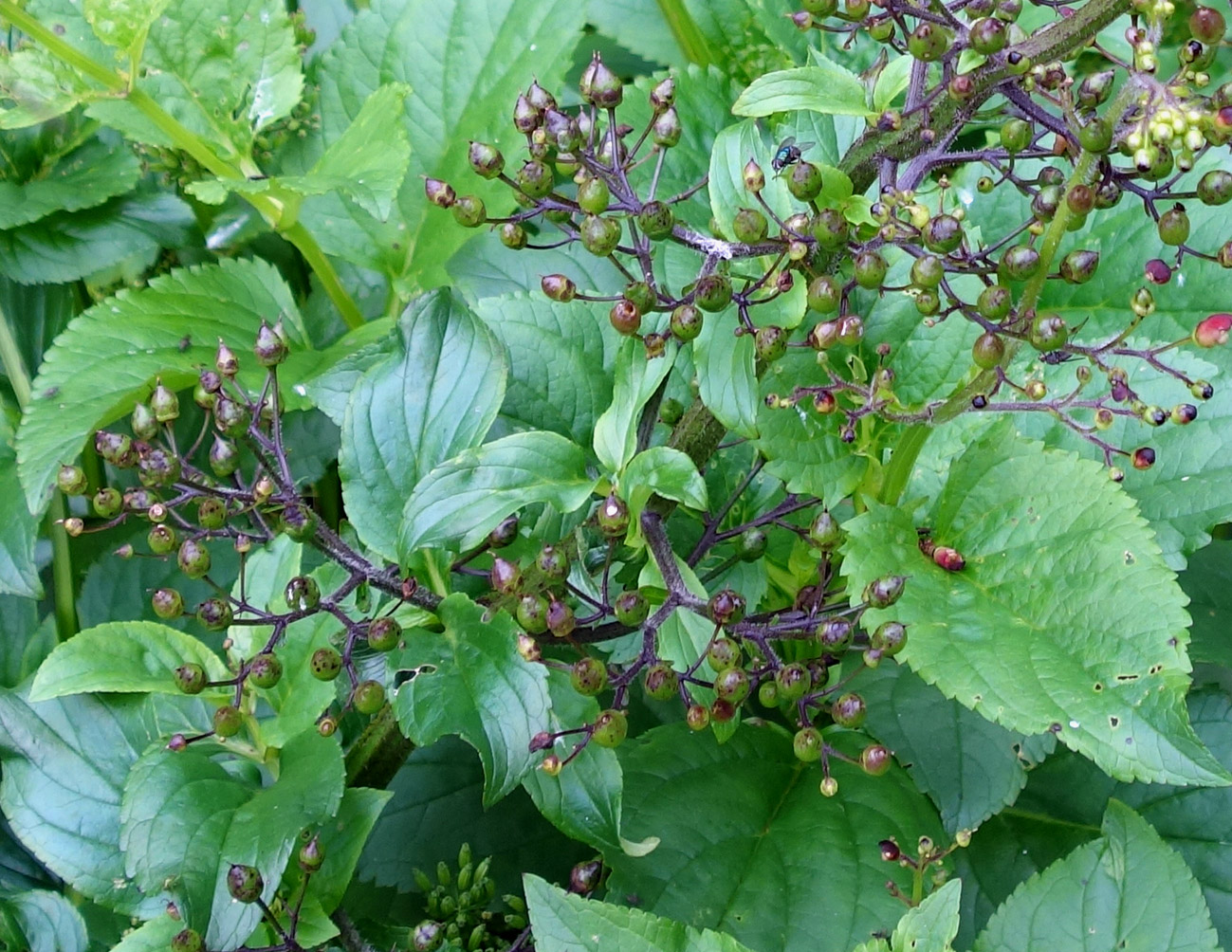 Image of Scrophularia grayana specimen.