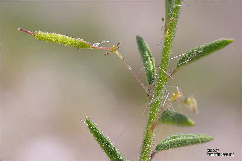 Изображение особи Cleome canescens.