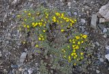 Potentilla acaulis