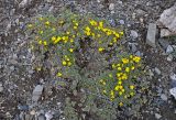 Potentilla acaulis