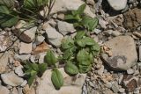 Cerastium holosteoides