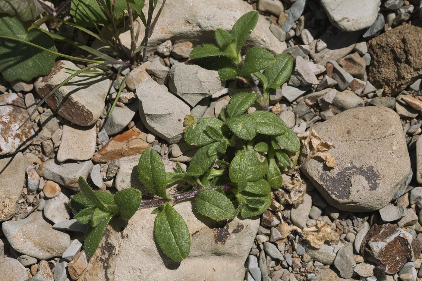 Image of Cerastium holosteoides specimen.