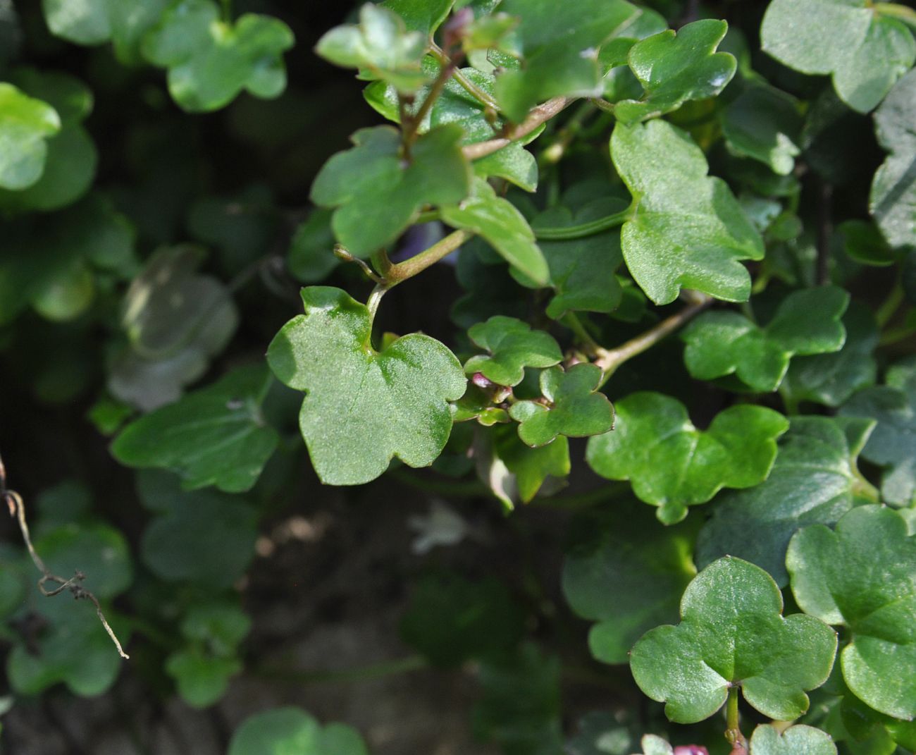 Изображение особи Cymbalaria muralis.