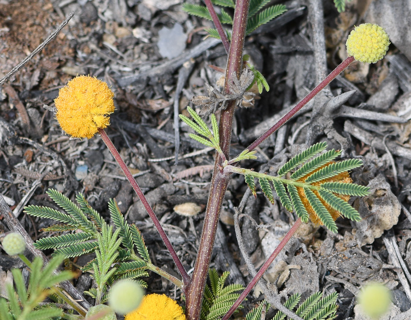 Image of Vachellia aroma var. huarango specimen.