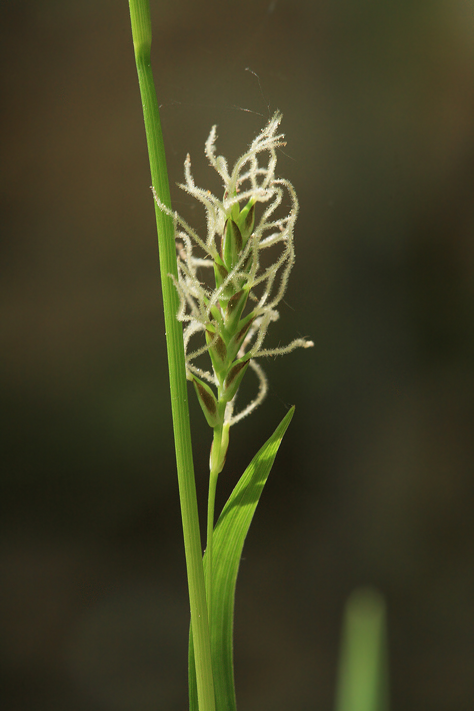 Изображение особи Carex vaginata.