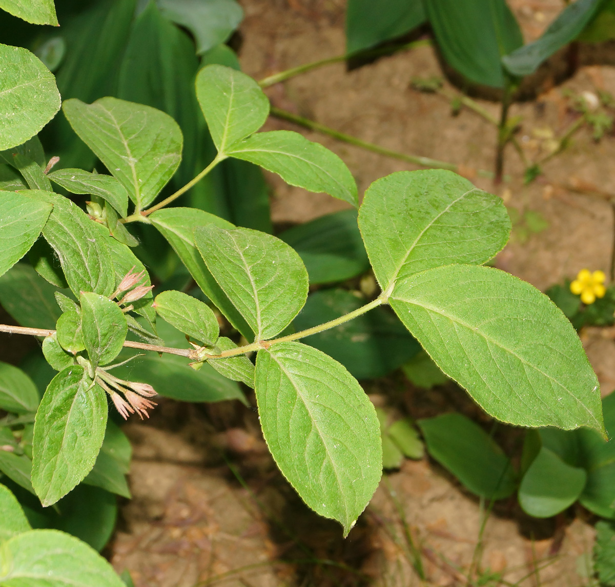 Image of Weigela praecox specimen.