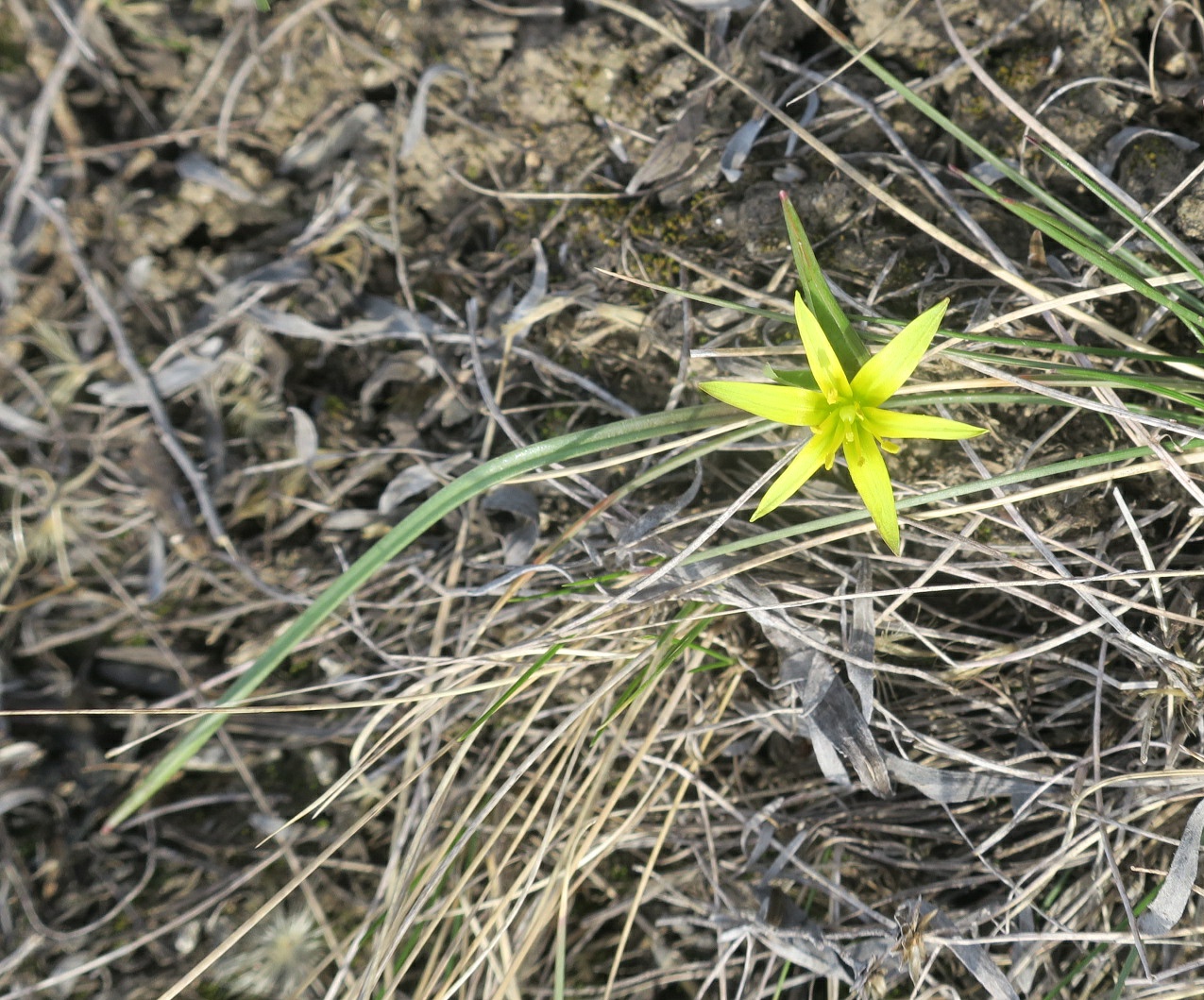 Изображение особи Gagea maeotica.