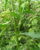 Cirsium setosum