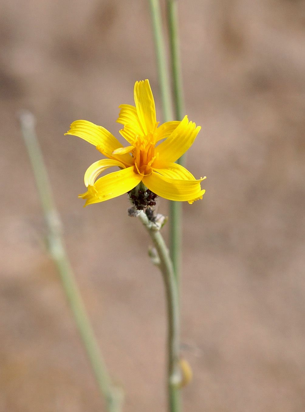 Image of genus Chondrilla specimen.