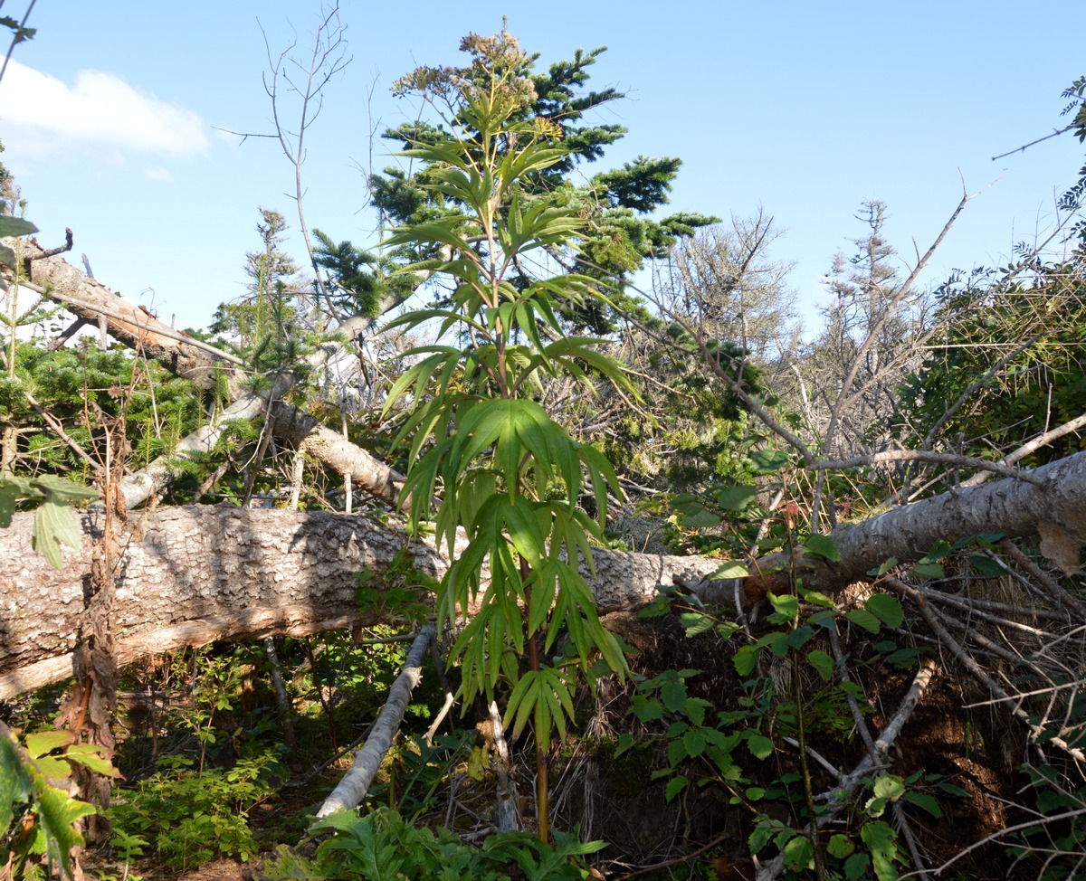 Image of Senecio cannabifolius specimen.