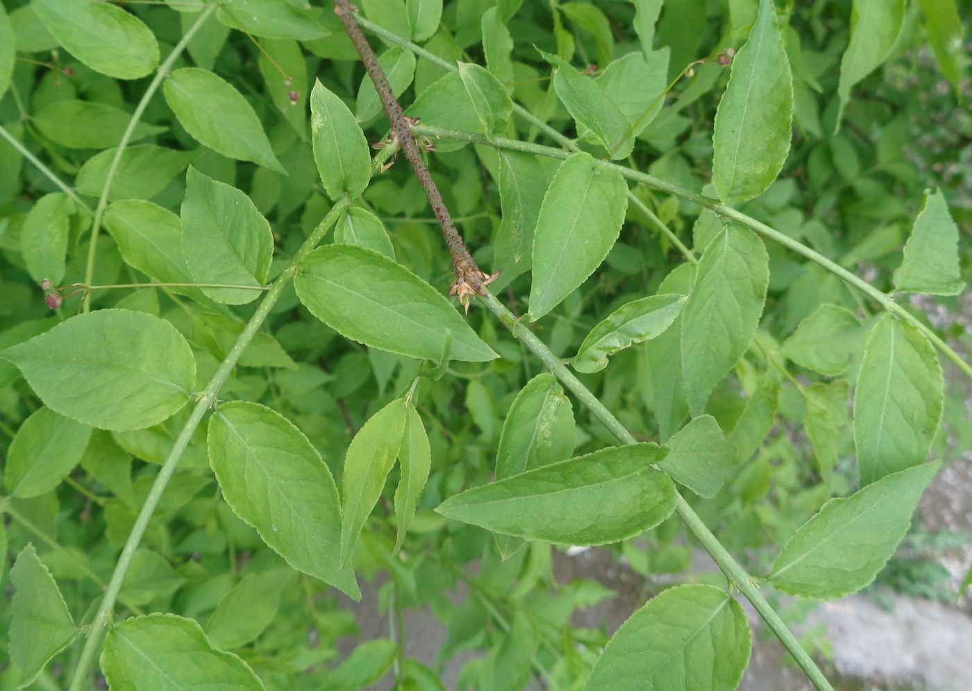 Изображение особи Euonymus verrucosus.