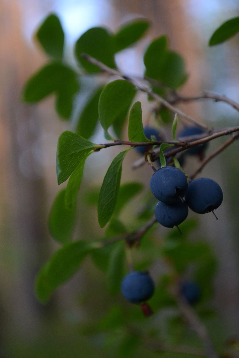 Изображение особи Vaccinium uliginosum.