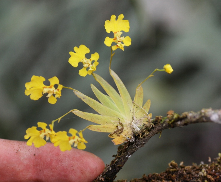 Image of Erycina pusilla specimen.