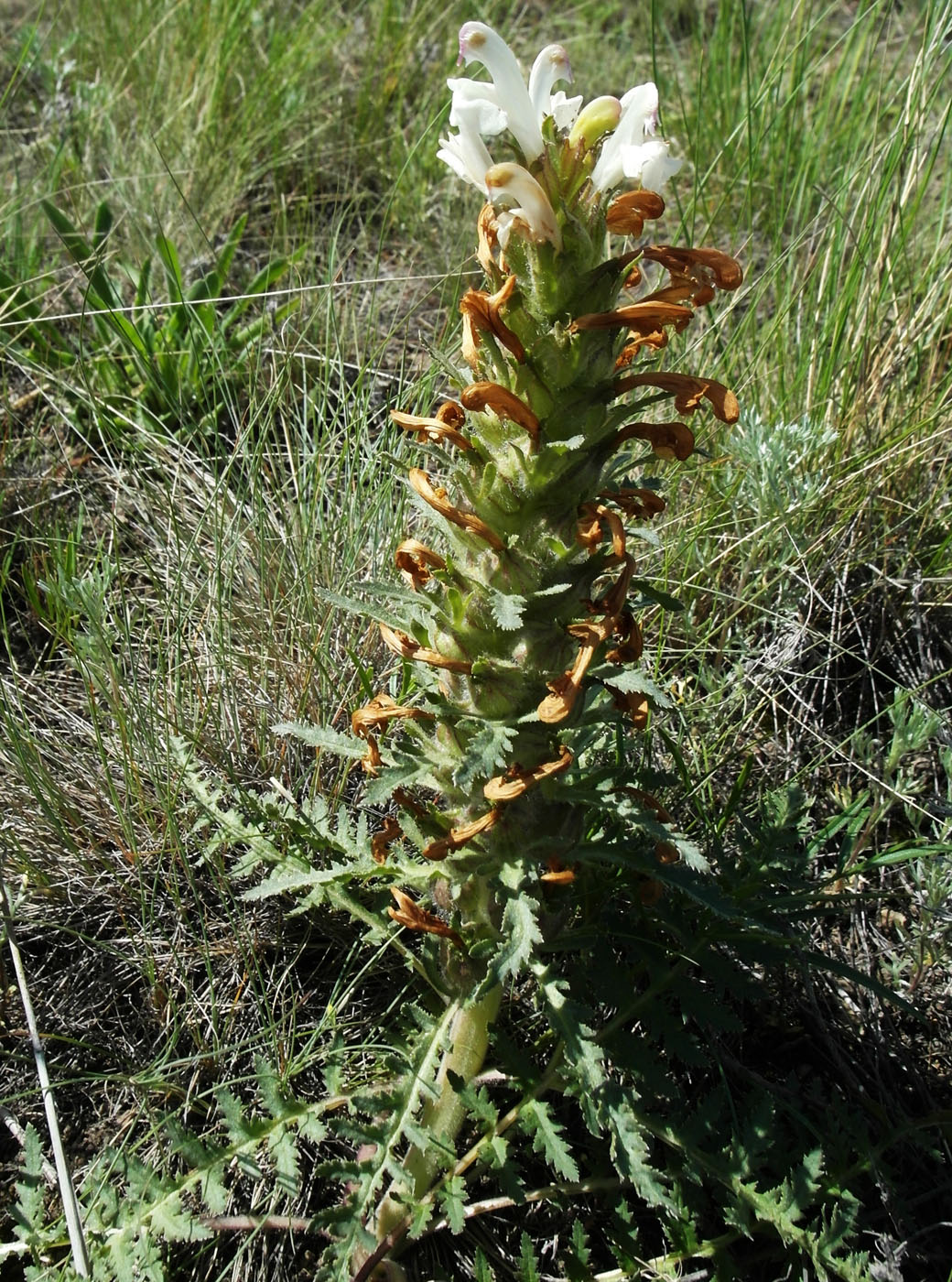 Изображение особи Pedicularis physocalyx.