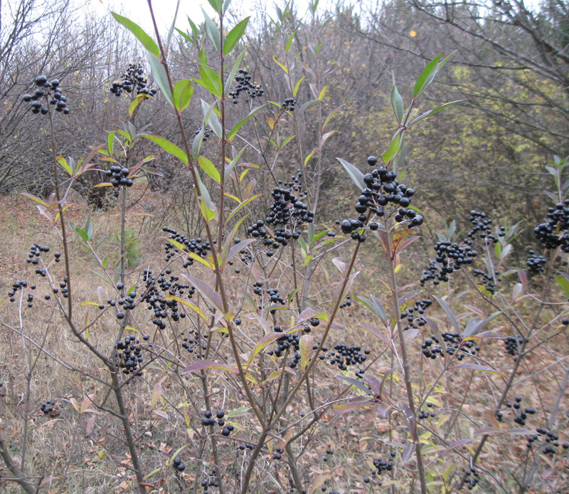 Изображение особи Ligustrum vulgare.