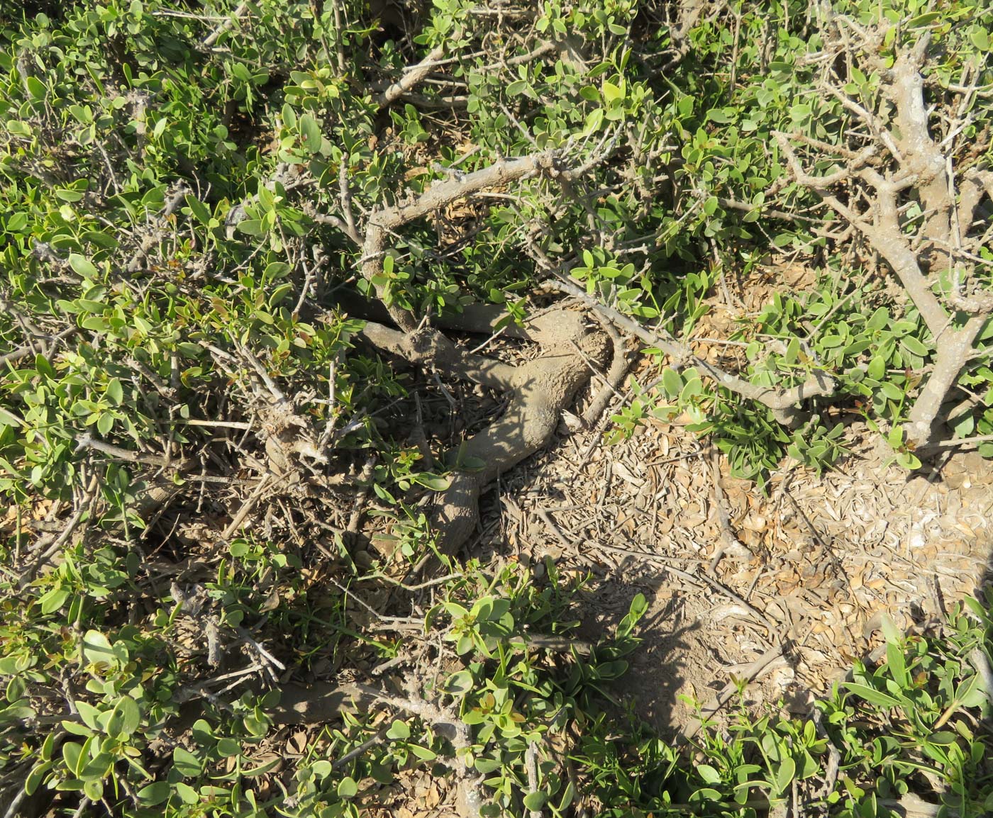 Image of Salvadora persica specimen.