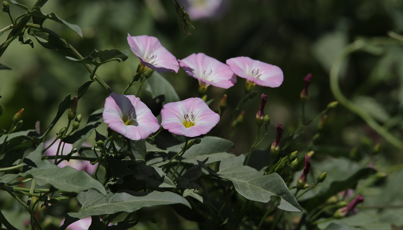 Image of Convolvulus arvensis specimen.