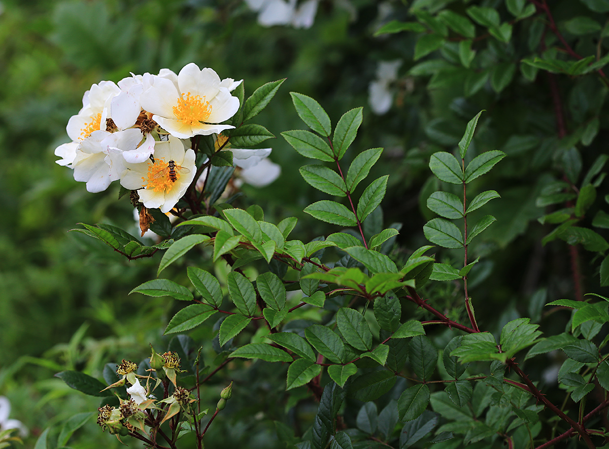 Image of Rosa maximowicziana specimen.